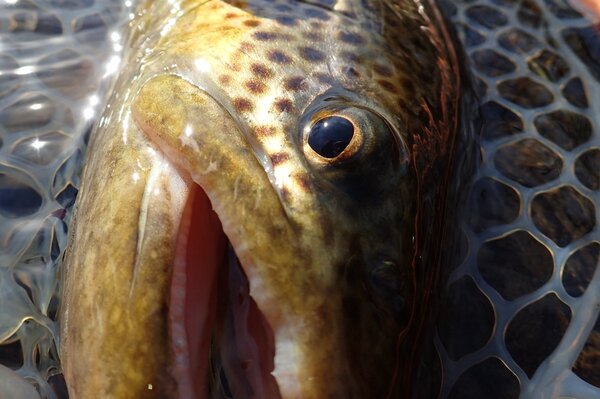 big delaware river brown trout caught on a guided fly fishing trip (300)