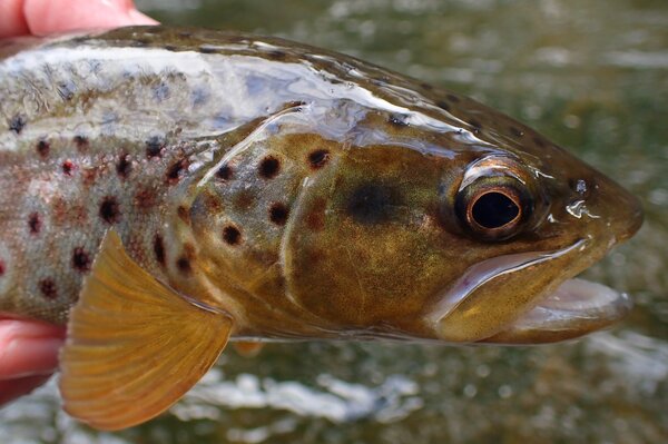 delaware river brown trout on a guided fly fishing float trip (299)