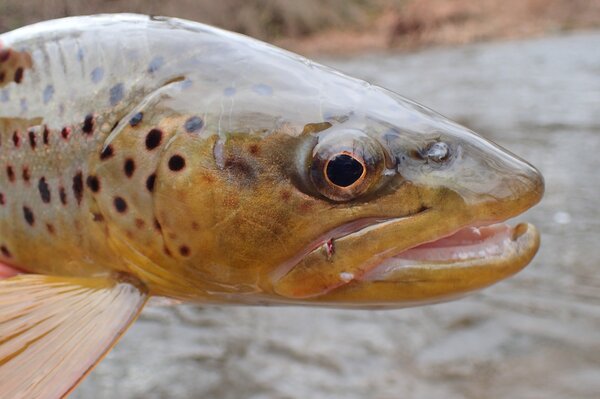 guided fly fishing tours for wild trout and wild brown trout with jesse filingo of filingo fly fishing throughout the Pocono Mountain region and Upper Delaware River (470)