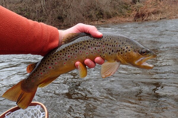 catching wild brown trout on guided fly fishing tours in the pocono mountains with jesse filingo of filingo fly fishing (467)