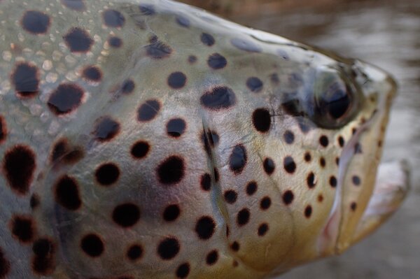 catching wild brown trout on guided fly fishing tours around the Pocono Mountains with jesse filingo of filingo fly fishing (469)