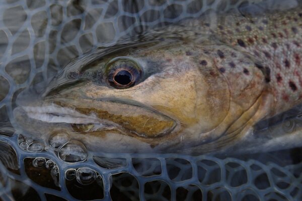 pocono mountains guided fly fishing (34)