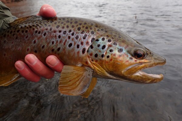 fly fishing the pocono mountains for trout with guide filingo fly fishing (1037)