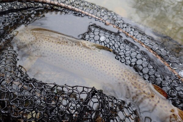 guided fly fishing wild trout pennsylvania and new york guide jesse filingo (1040)