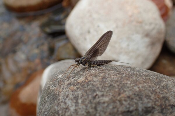 fly fishing pocono mountains for big trout guide jesse filingo (1038)