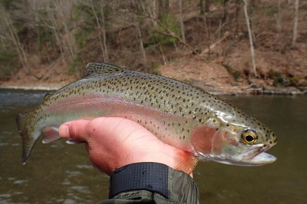 guided fly fishing jesse filingo pennsylvania and new yorks delaware river (1041)