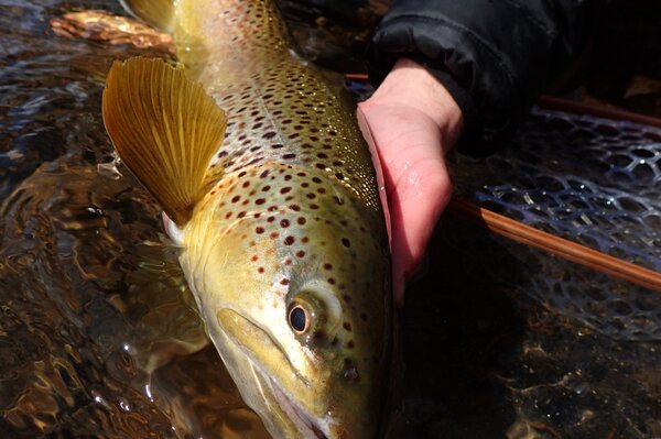 upper delaware river guided fly fishing tours with jesse filingo of filingo fly fishing for wild brown trout and wild rainbow trout on the upper delaware river including the west branch of the delaware river and the east branch of the delaware river and the main stem of the delaware river (485)