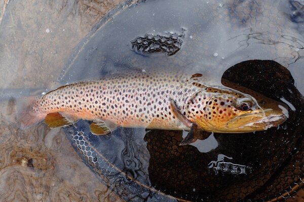 pennsylvania pocono mountains guided fly fishing (1051)