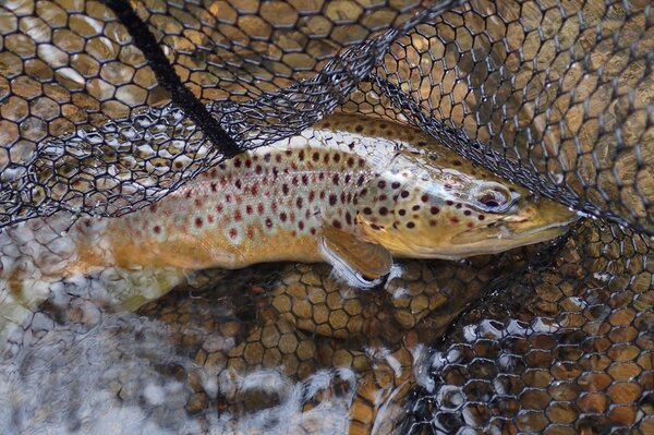 pennsylvania pocono mountains guided fly fishing wild brown trout filingo fly fishing (1052)