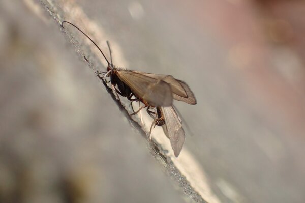 caddis hatch in the pocono mountains (108)