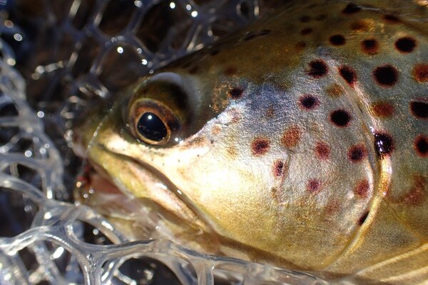 wild brown trout caught fly fishing on guided fly fishing tours with jesse filingo of filingo fly fishing on the west branch of the delaware river and upper delaware river along with the pocono mountains (486)