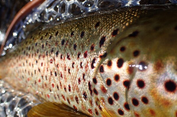 guided fly fishing float trips with jesse filingo of filingo fly fishing on the upper delaware river including the west branch of the delaware river, the east branch of the delaware river, and the main stem of the delaware river (490)