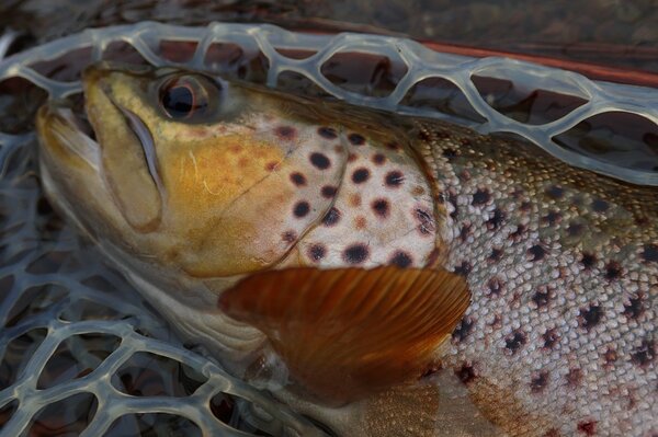 delaware river brown trout with jesse filingo on a guided fly fishing trip (310)