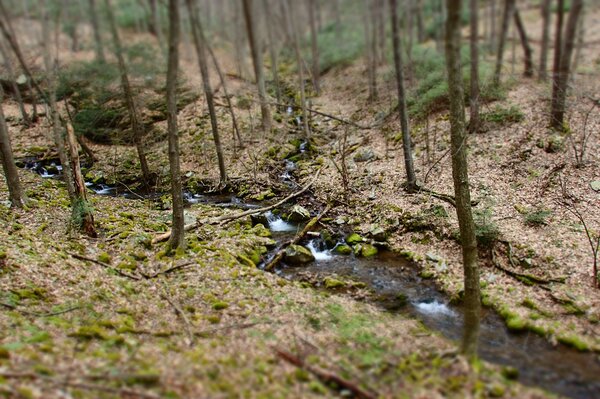 pennsylvania pocono mountains guided fly fishing for wild trout jesse filingo (1055)