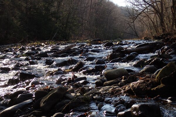 pocono moutains fly fishing (42)