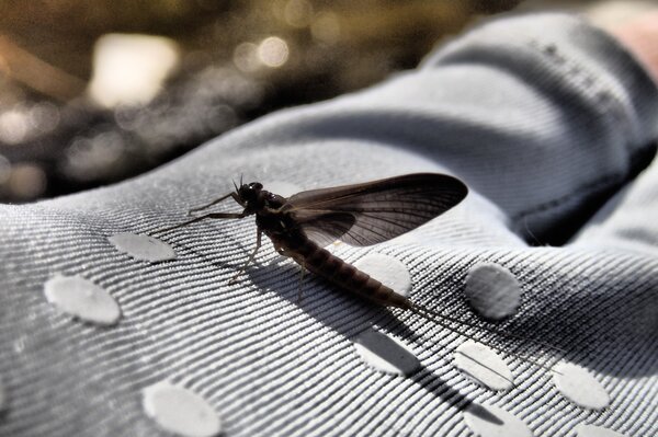 pennsylvania dry fly fishing (38)