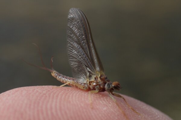 guided fly fishing with dry flies (41)