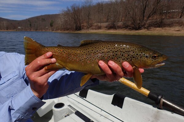 guided fly fishing tours with jesse filingo of filingo fly fishing on the upper delaware river and lehigh river for wild brown trout and wild rainbow trout (511)
