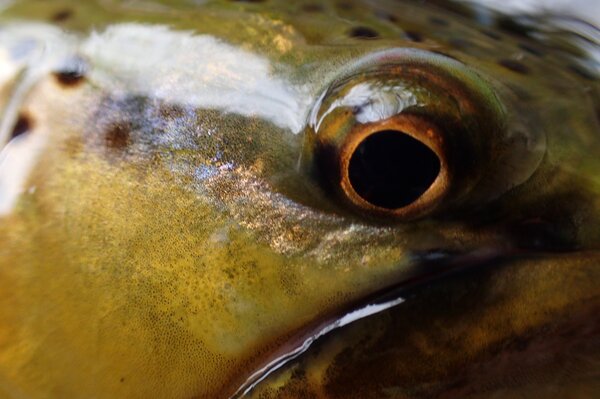 wild brown trout on the pocono mountains (127)