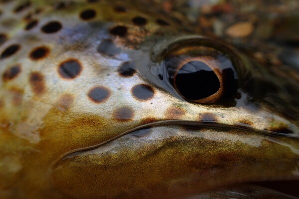 pennsylvania wild brown trout (131)