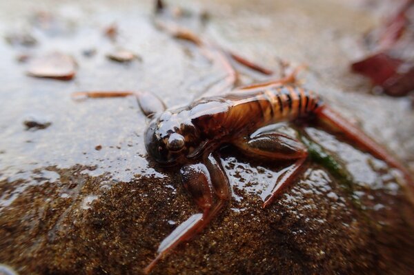 delaware river mayfly on the east branch of the delaware river from the upper delaware river with jesse filingo (341)