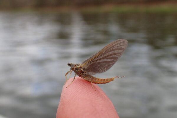 mayflies hatching in the pocono mountain region while fly fishing with jesse filingo of filingo fly fishing (519)