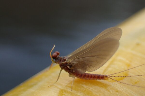 mayflies hatching on the delaware river on a guided fly fishing float trip with jesse filingo of filingo fly fishing (518)