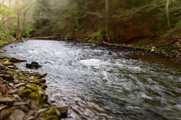 pocono mountains pennsylvania guided fly fishing trips jesse filingo pennsylvania and new york (1065)