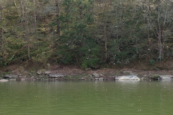 guided fly fishing tours on the upper delaware river for wild trout with jesse filingo (543)