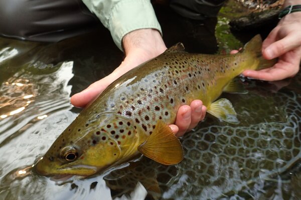 big pocono mountains brown trout (140)