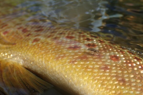 wild brown trout guided fly fishing (39)