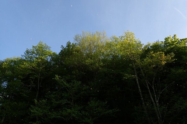 bugs hatching on the delaware river on a guided fly fishing float tour with jesse filingo of filingo fly fishing (517)