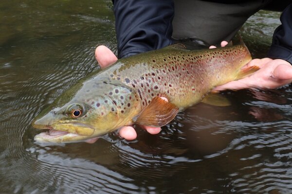 delaware river brown trout (154)