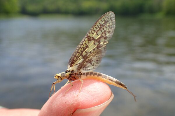 dry fly fishing on the delaware river (152)