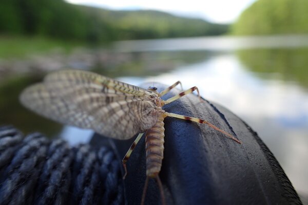 guided fly fishing for trout with filingo fly fishing upper delaware river and pocono mountains (1118)