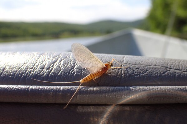 guided fly fishing west branch delaware river new york and pocono mountains pennsylvania jesse filingo (1121)