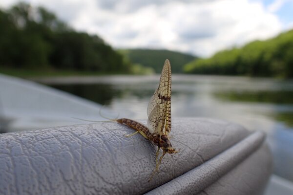 guided fly fishing pocono mountains pennsylvania and new york west branch delaware river (1122)