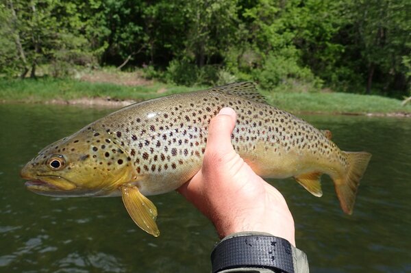 guided fly fishing pocono mountains pennsylvania and upper delaware river new york filingo fly fishing (1123)