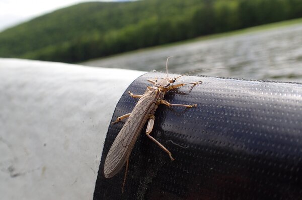 guided fly fishing tours west branch delaware river for big trout jesse filingo of filingo fly fishing (1124)