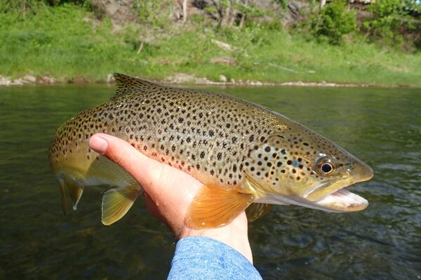 guided fly fishing float and wade trips upper delaware river new york and pennsylvania pocono mountains (1125)