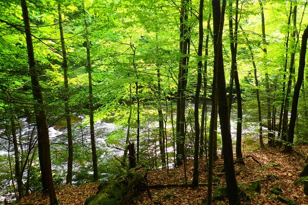 guided fly fishing the delaware river and upper delaware river (819)