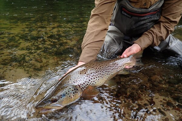 guided fly fishing in the pocono mountains with guide jesse filingo of filingo fly fishing (817)