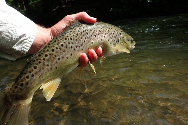 delaware river guided fly fishing (873)