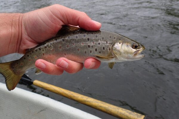guided fly fishing on the upper delaware river with jesse filingo of filingo fly fishing (570)