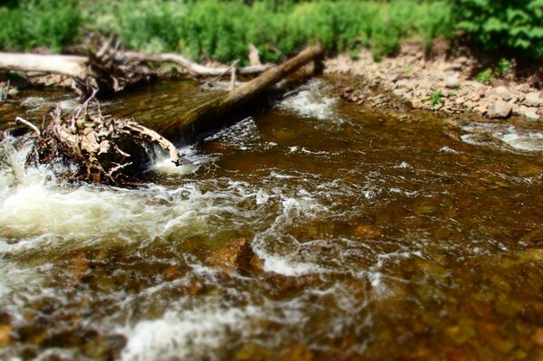 guided fly fishing pennsylvania pocono mountains wild trout filingo fly fishing (1159)