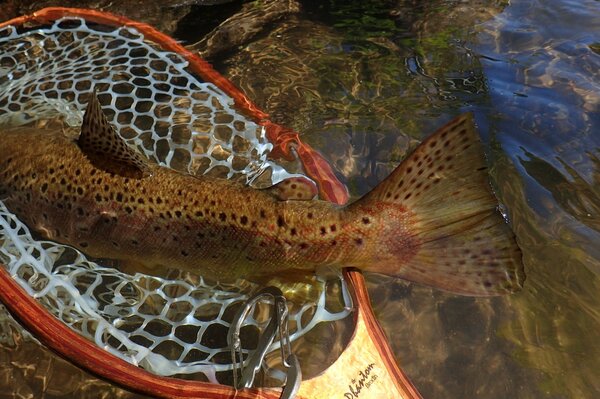 delaware river brown trout caught on a guided float trip down the west branch of the delaware river with jesse filingo of filingo fly fishing (387)