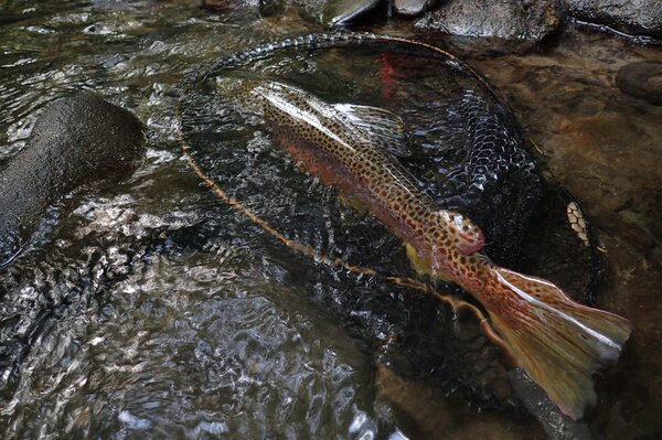 guided fly fishing the pocono mountains with filingo fly fishing (879)