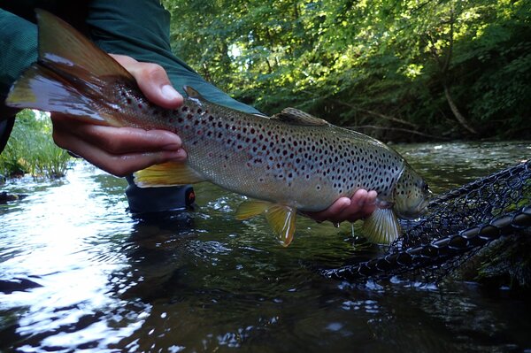 guided fly fishing pocono mountains pennsylvania wild brown trout filingo fly fishing (1160)