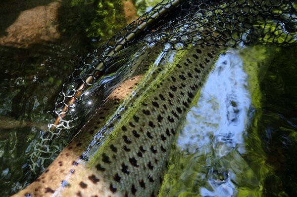 guided fly fishing for brown trout Pennsylvania pocono mountains (1161)