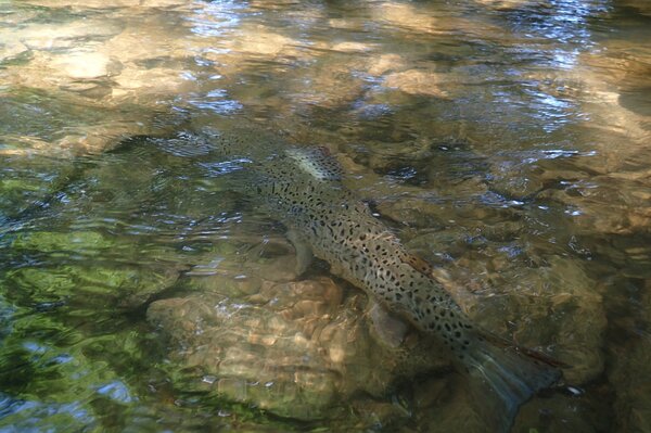 guided fly fishing pennsylvania pocono mountains big trout jesse filingo (1162)